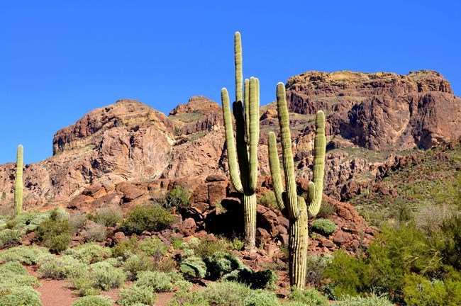 Two green saguaro cacti stand in front of a brown mountain. The cacti have seveal branching limbs.