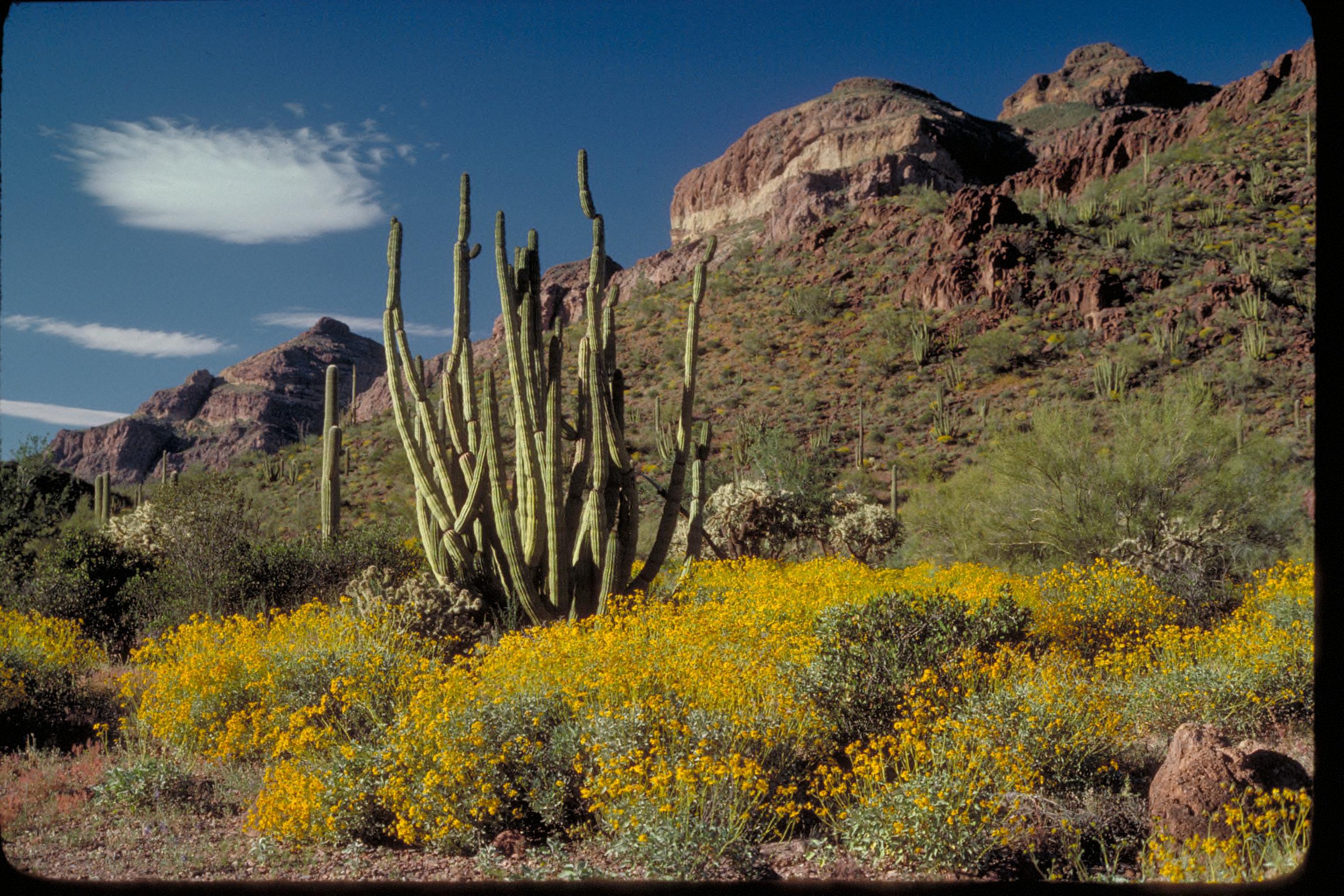 Snakes - Organ Pipe Cactus National Monument (U.S. National Park Service)
