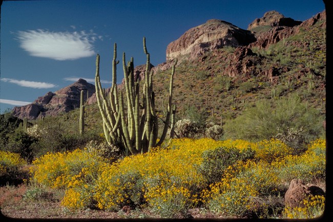 An organ pipe surrounded by green-grey brittlebush plants blooming with brilliant yellow flowers.