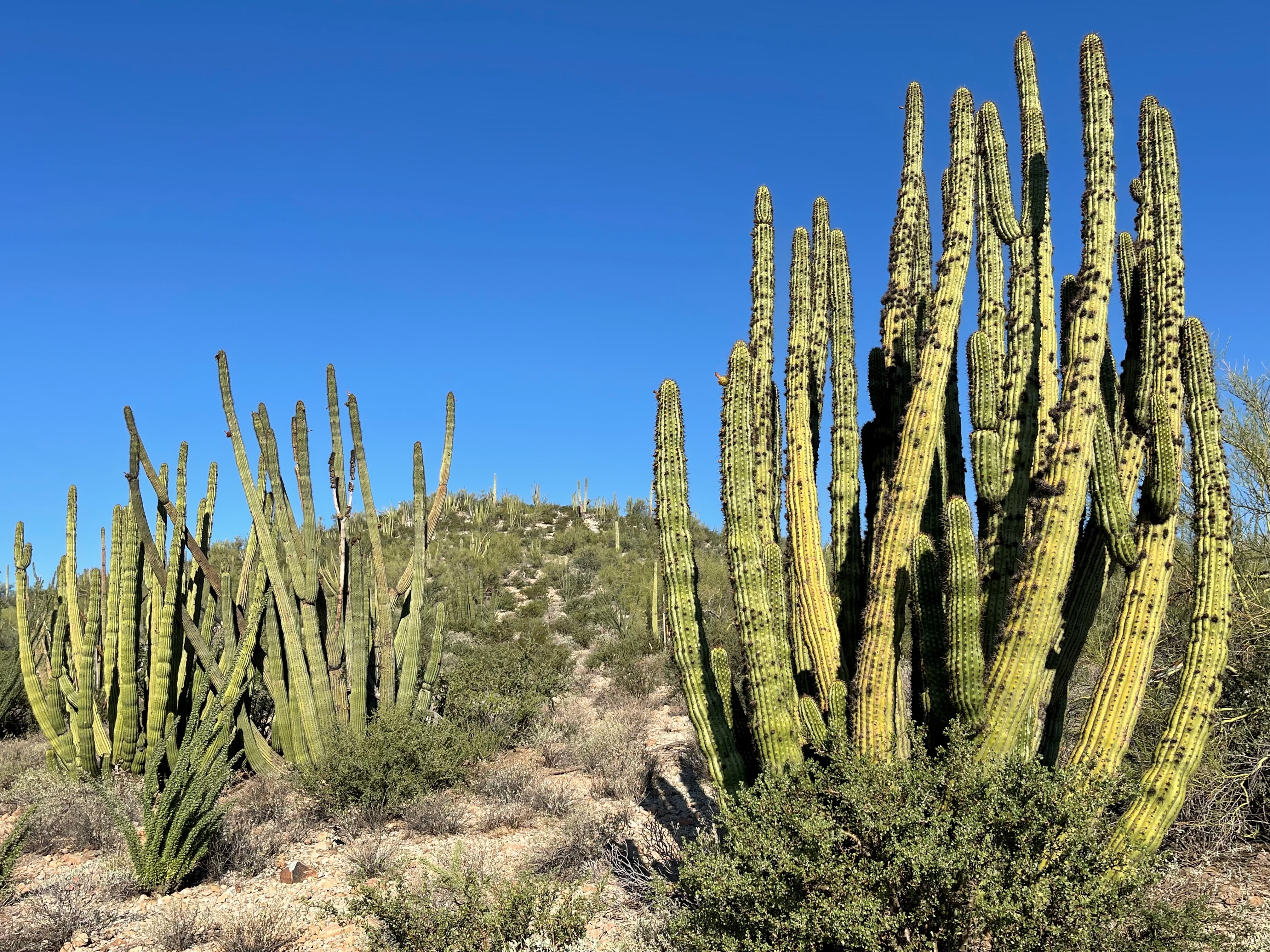 Cactus