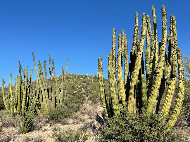 A group of green organ pipe, stretching up from the ground on a blue-sky day.
