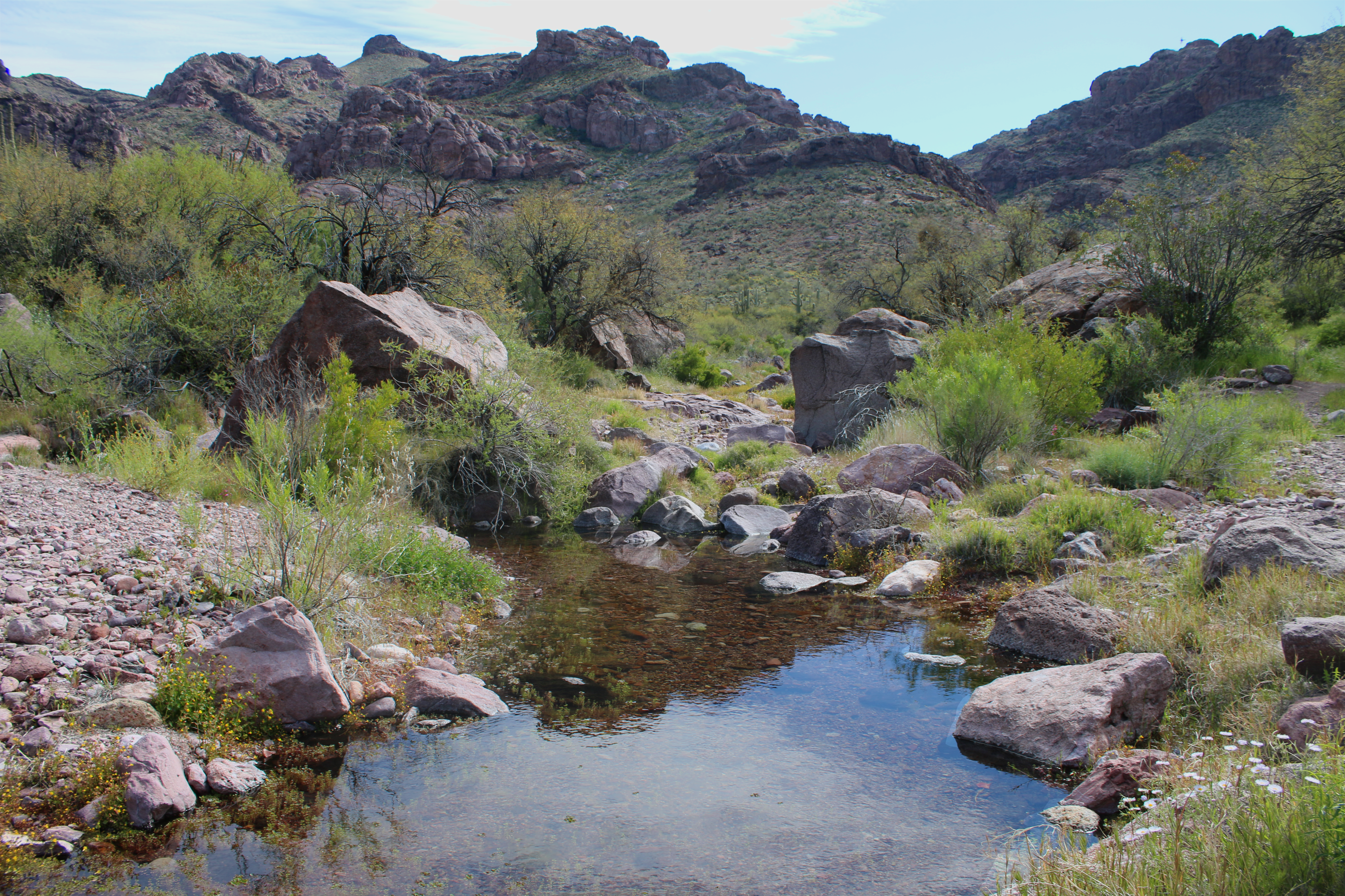 A pool of still water surrounded by large rocks and shrubs. A plant-covered mountain stands in the background. The water reflects the blue sky and some of the mountain.