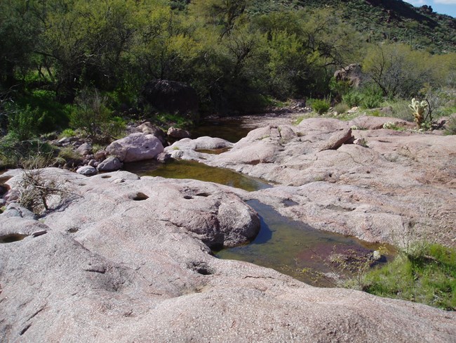 Shallow tinajas in light red rock, holding water with algae.