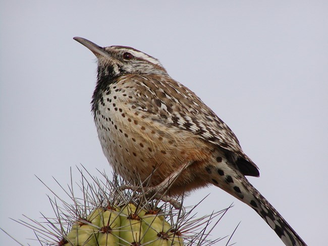A brown and white bird sits atop a saguaro cactus. It has a long black beak and black stripes on its wing, tail, and a black patch under its chin.