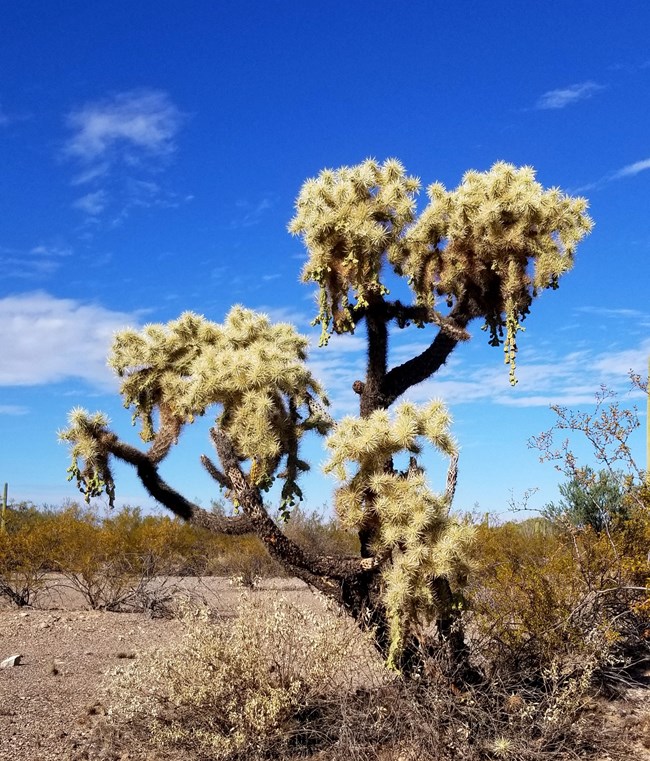 A chainfruit cholla stands tall and branching, with full, spiky crowns.