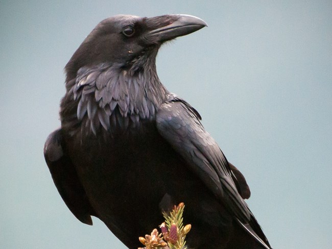 A black bird with a heavy black beak and shaggy throat feathers.