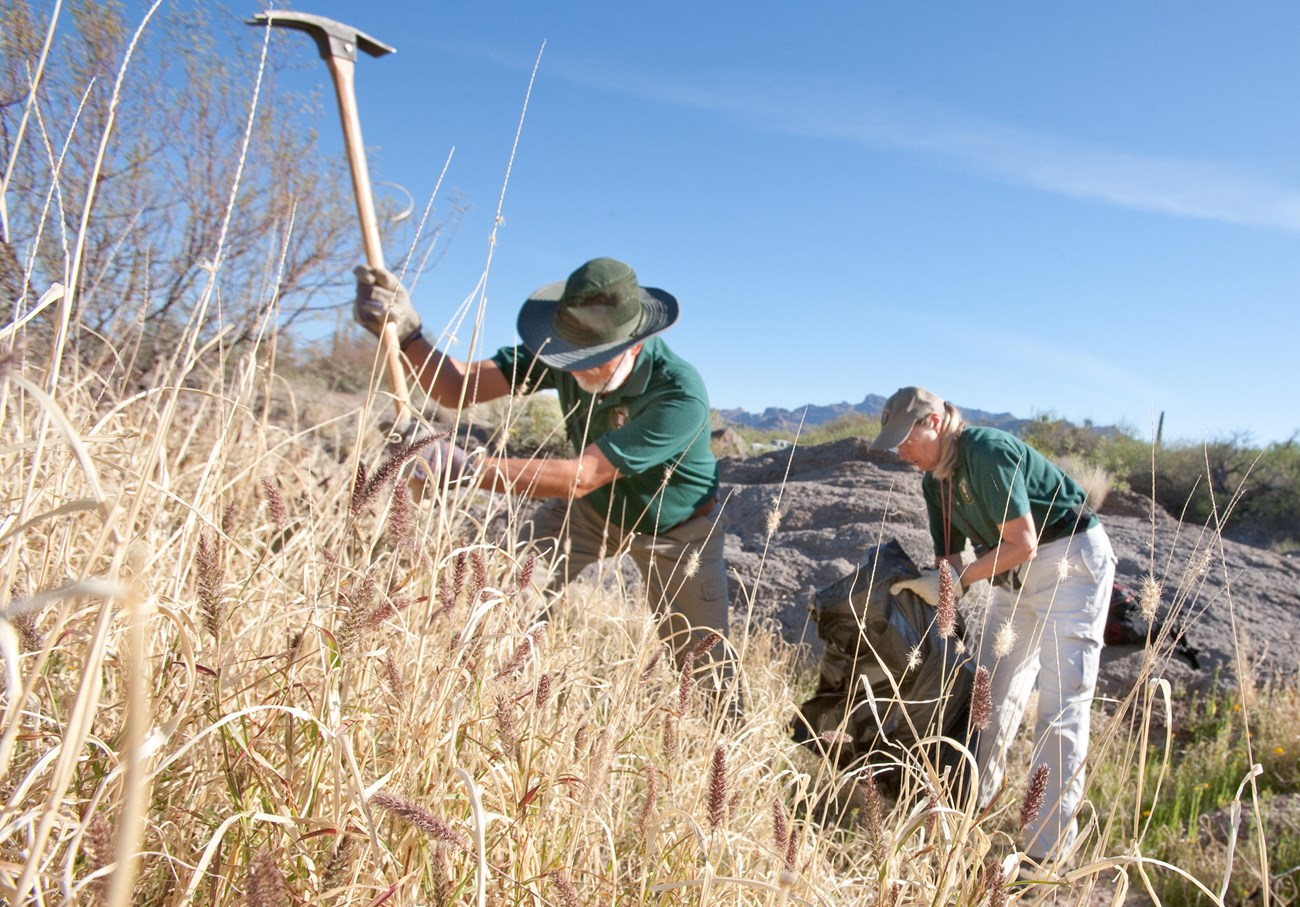 Two Monument staff working to remove buffelgrass. One is about to swing a heavy tool into the grass.