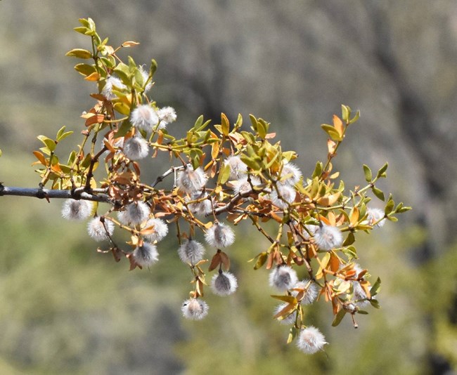 A close-up of a creosote branch, showing small evergreen leaves and fuzzy white seed pods.