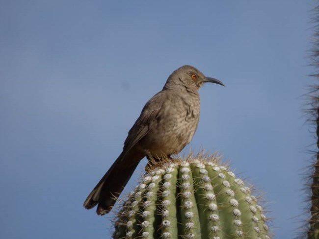 A grey bird with a yellow eye and a long down-curved beak perched on top of a saguaro cactus.