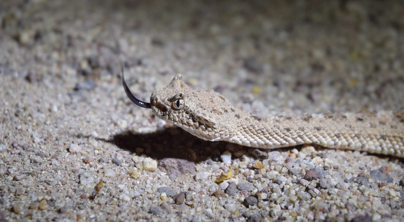 A gray snake with raised scales over its eyes and black tongue out of its mouth.