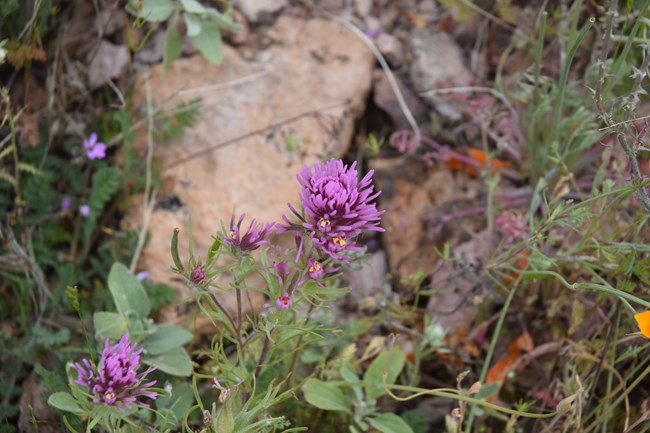 A close-up of an owl's purple clover flower. The rounded purple bloom sits on top of a long stem covered in green leaves.