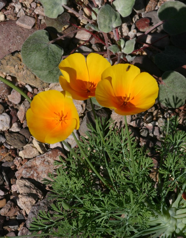 A close up of yellow flowers with slightly orange centers. The deeply divided leaves are gathered underneath the blooms. These flowers stand in front of a larger field of poppies.