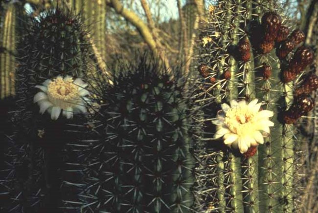 Birds - Organ Pipe Cactus National Monument (U.S. National Park Service)