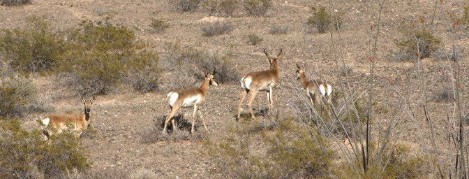Sonoran Pronghorn On The Move
