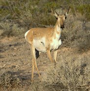 Sonoran Pronghorn Doe