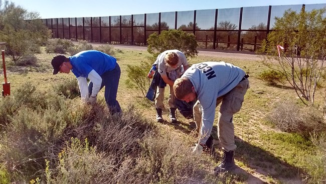 AmeriCorps and Conservation Corps members removing buffelgrass. The border wall is visible in the background.