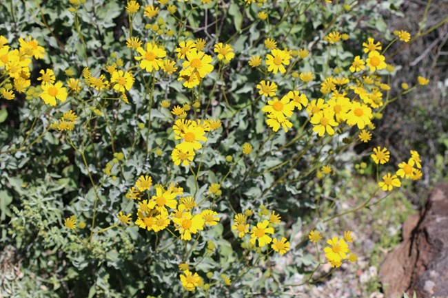 Bright yellow brittlebush flowers, showing several ray-like petals that spread from the center.