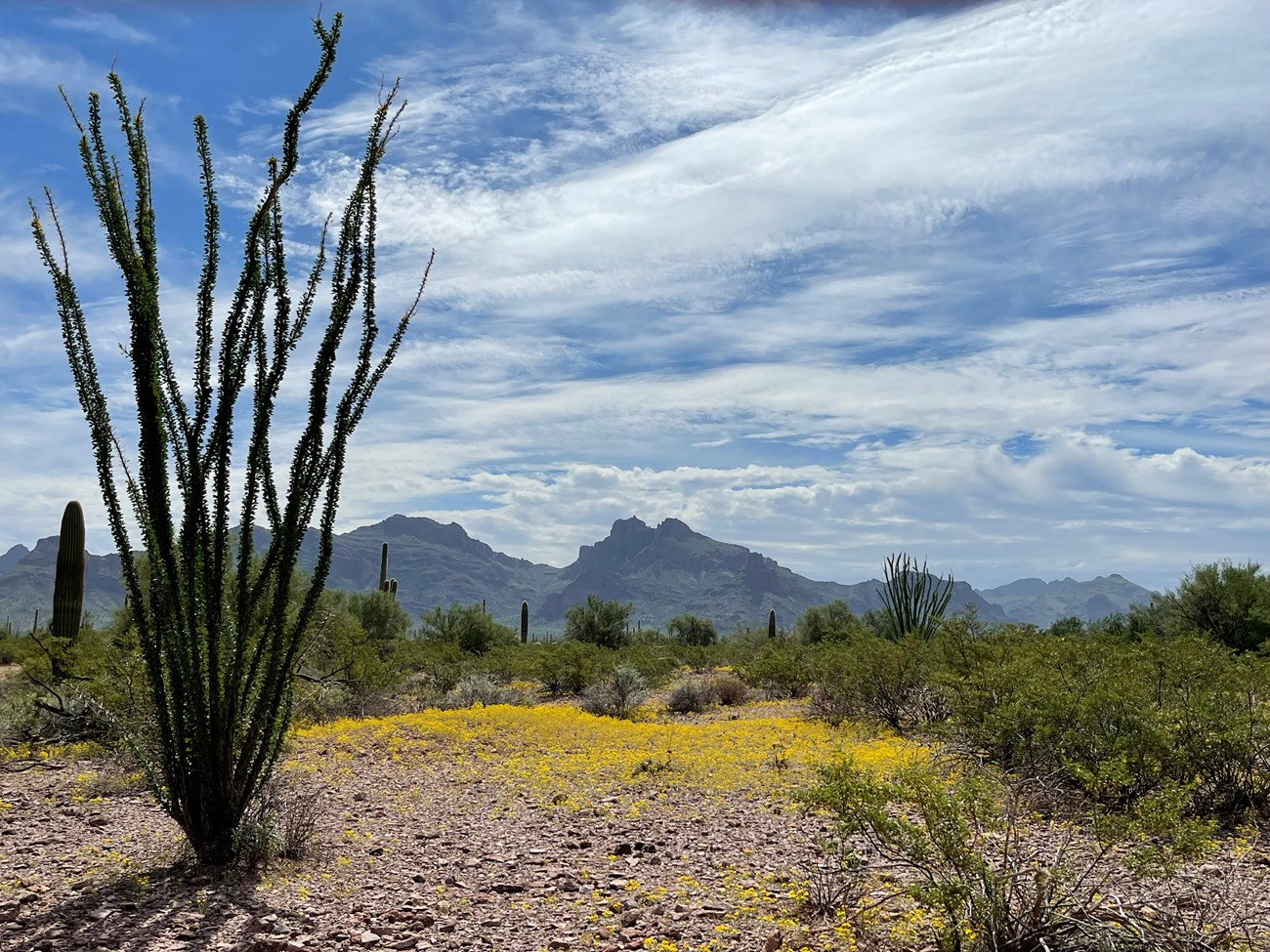 A leafy ocotillo stands in front of a mountain background.