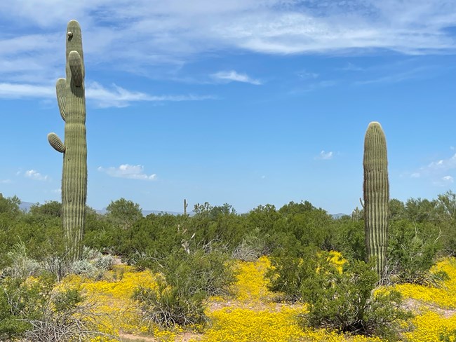 Saguaro Cactus - Organ Pipe Cactus National Monument (U.S. National Park  Service)