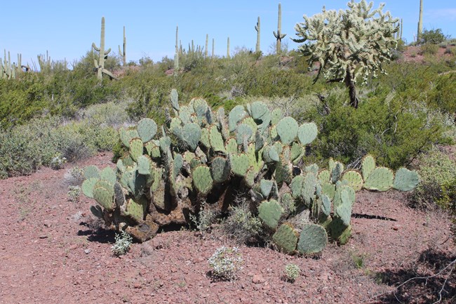 An Engelmann's prickly pear grows in a short sprawl and several pads high.