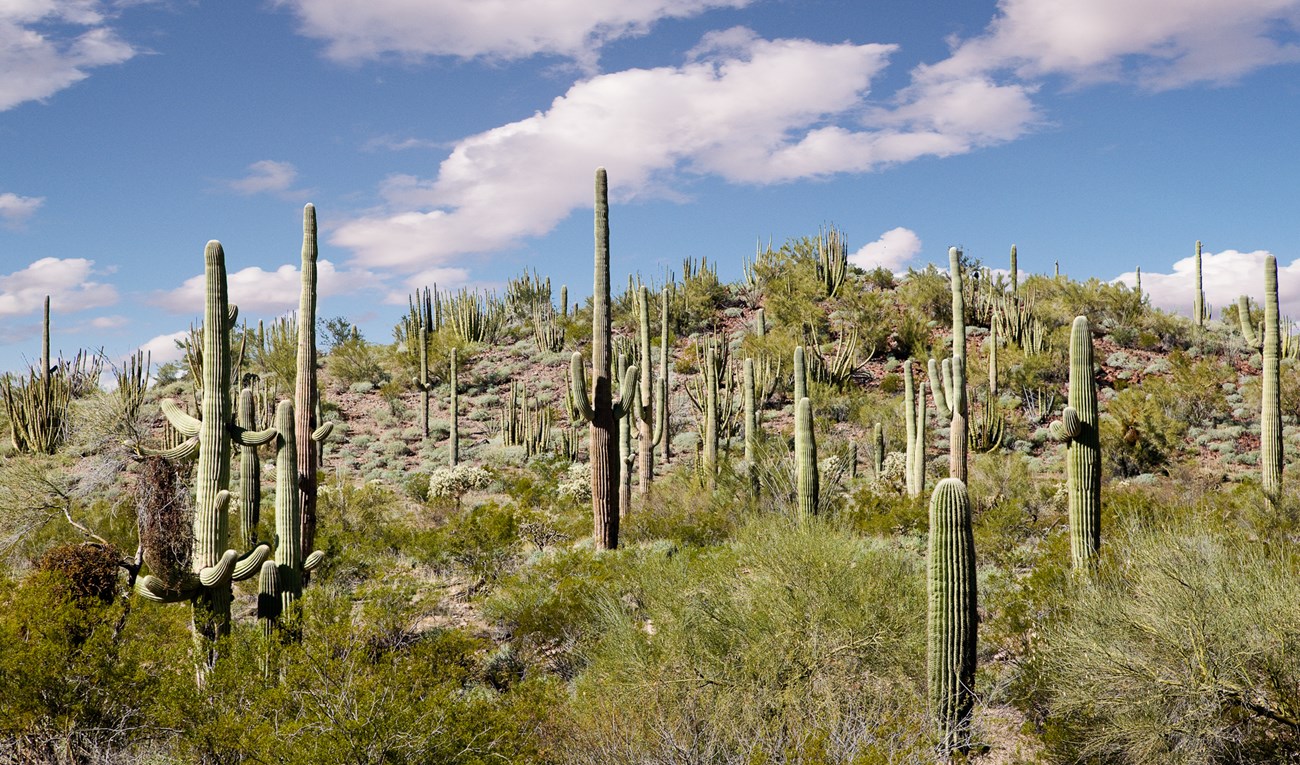 The Saguaro Cactus - A Natural History