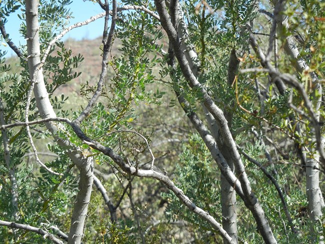 A close-up of ironwoord branches, showing the characteristic gray bark, spines, and dusty-green, oval shaped leaves.