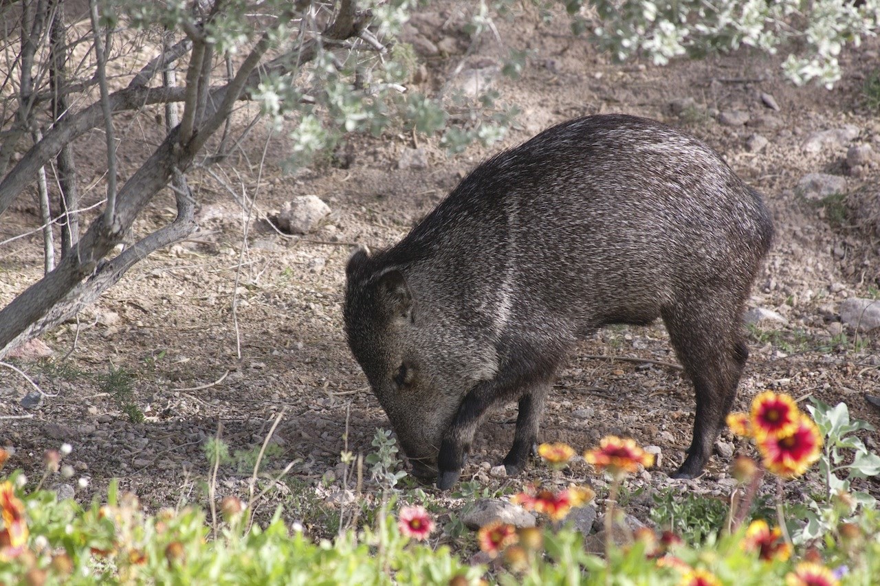 A javelina paws at the ground in search of food
