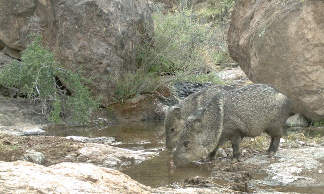Two javelina drinking at a tinaja. The javelina have round bodies and thin legs, with gray fur and a white ring of fur around their necks. There are large boulders around the tinaja, and a small shrub growing nearby.