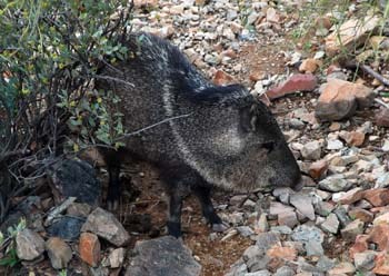 The collard peccary is commonly known as a javelina. The collard peccary is commonly known as a javelina.