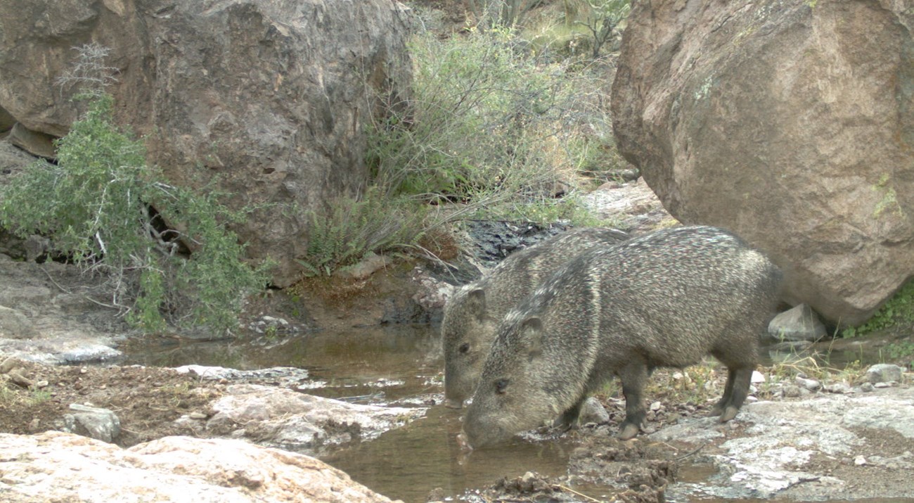 Two javelina drink from a flowing water source.