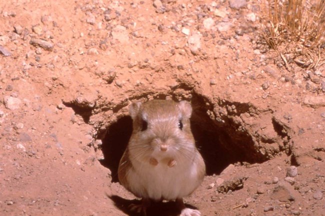 A kangaroo rat faces the camera as it sits above its burrow. The ground is red with a prominent hole. The kangaroo rat has a white belly and large black eyes on either side of its head.