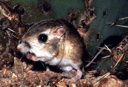Kangaroo Rat - Organ Pipe Cactus National Monument (U.S. National Park Service) Kangaroo Rat - Organ Pipe Cactus National Monument (U.S. National Park Service)
