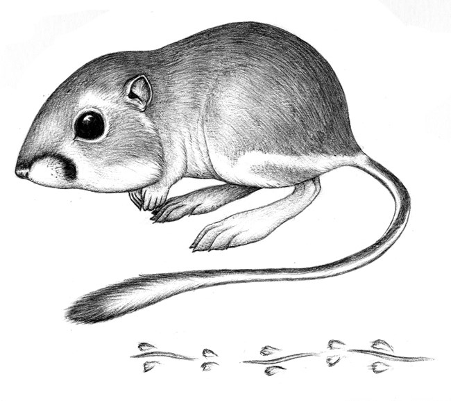 A black and white illustration of a kangaroo rat, with a distinct black stripe on the face, large black eyes, and a tuft of fur on the end of the tail. There is a sweeping "grapevine" pattern on the bottom, showing patterns of tracks.