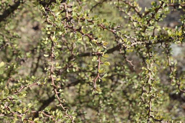 A branch with kinked, red-brown branches, and small leaf clusters.