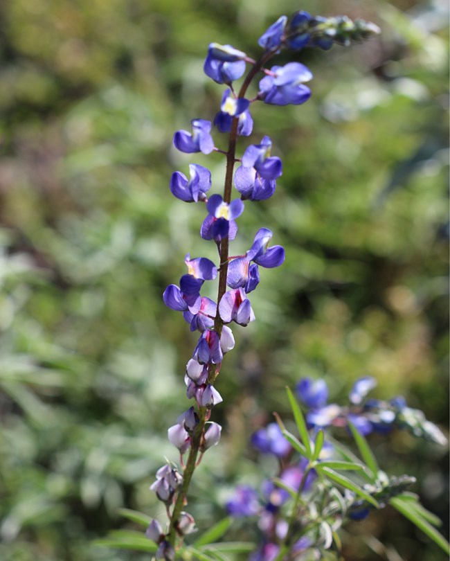 A spike of lupine with vibrant purple flowers. Leaves are visible at the bottom.