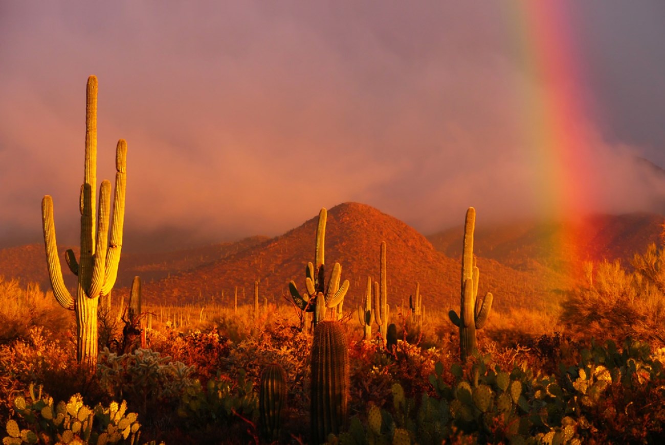 Saguaro, prickly pear, and cholla grow in front of a hill. Sunlight casts a rainbow in the background.