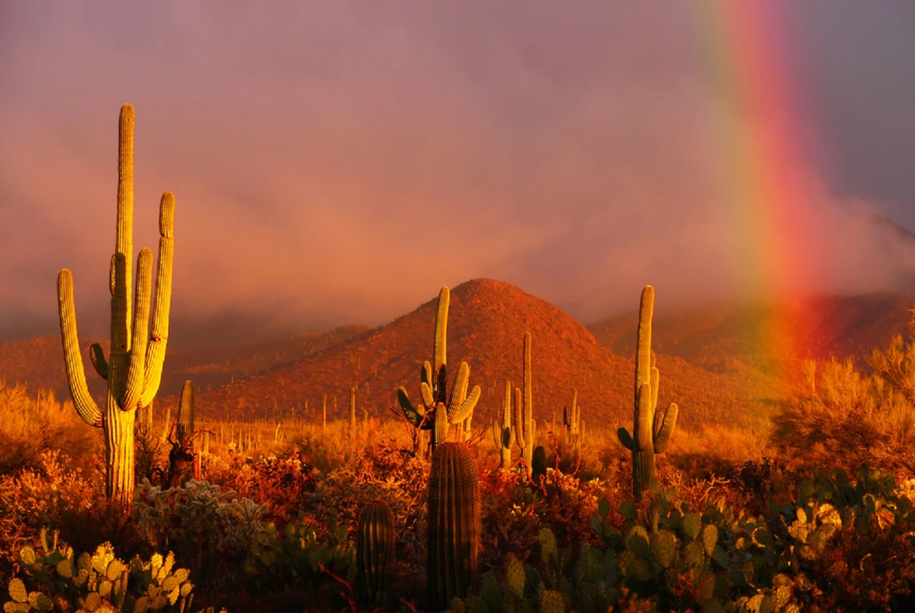 Main photo #1 Saguaro, prickly pear, and cholla grow in front of a hill. Sunlight casts a rainbow in the background.