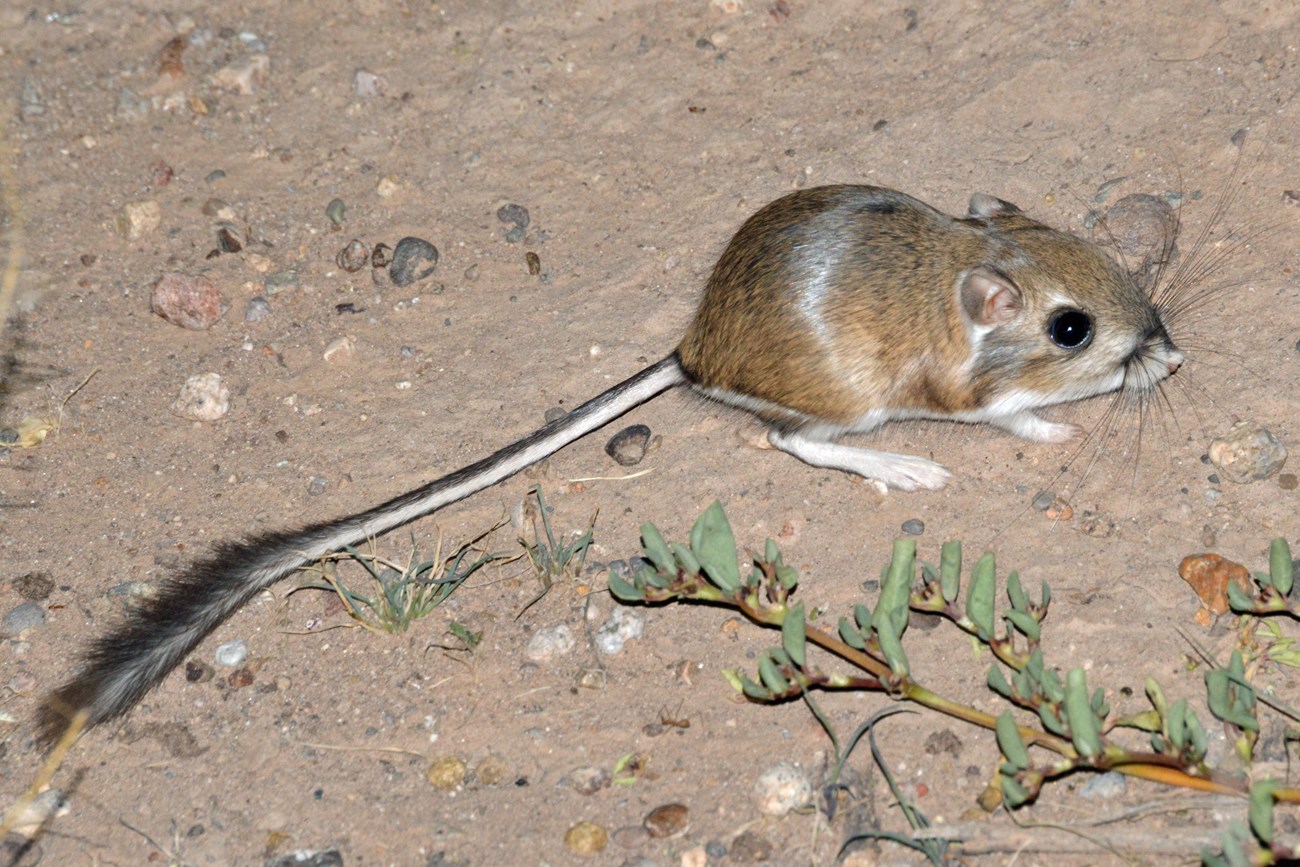 A standing Merriam's kangaroo rat with a long tail.