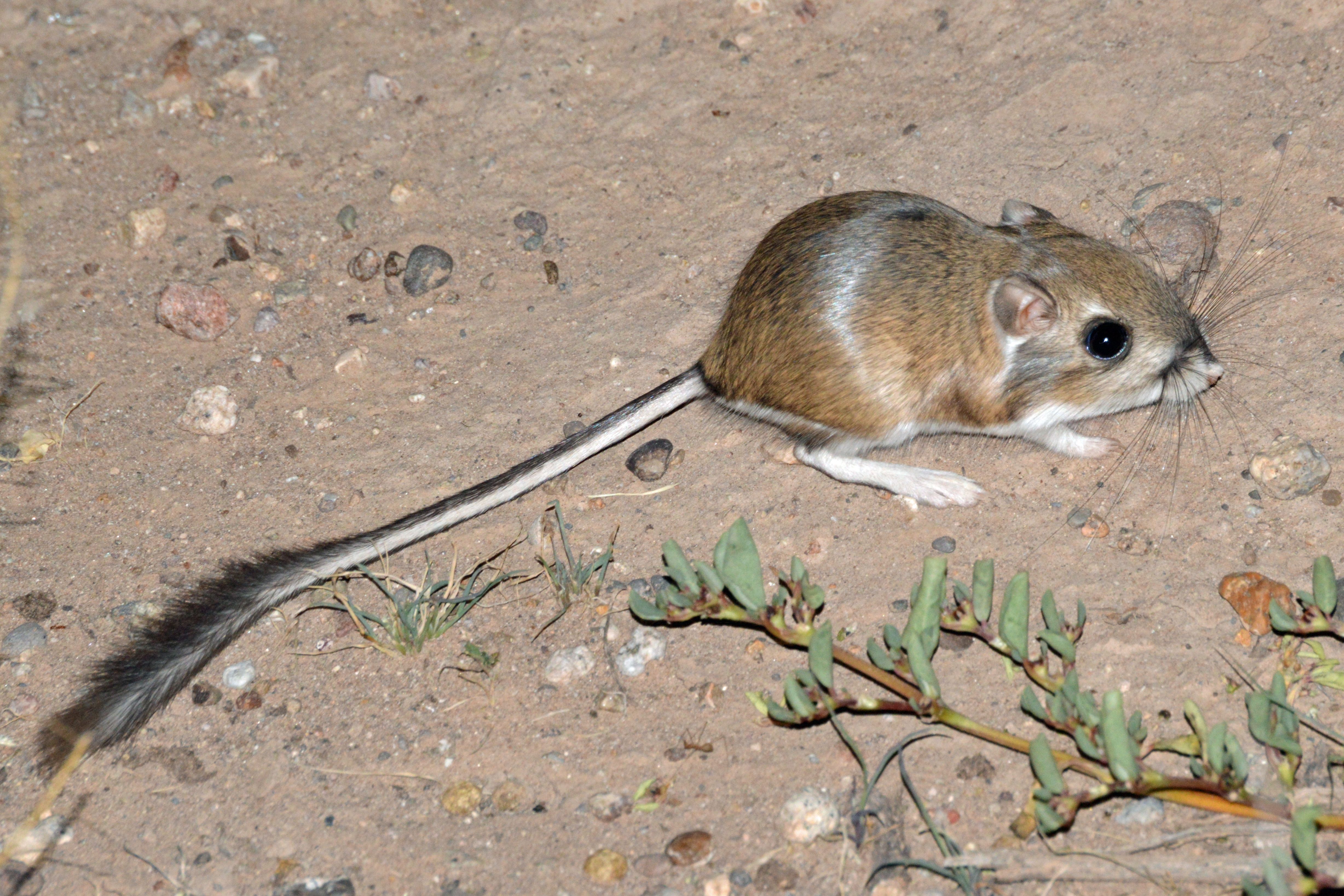 https://www.nps.gov/orpi/learn/nature/images/Merriam-s_Kangaroo_Rat_Chihuahuan_Desert_New_Mexico_cropped.jpg?utm_source=chatgpt.com