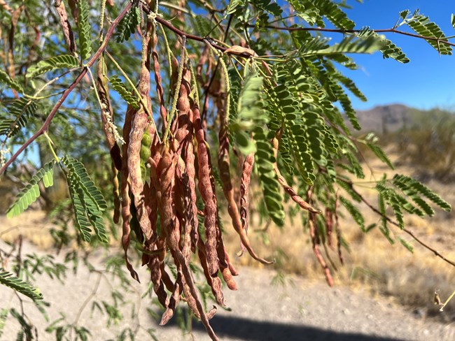 A close up of mesquite leaves and pods. Leaflets are neatly organized along a central stem.