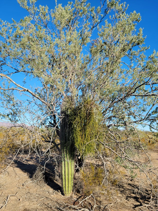 A clump of mistletoe growing on a tree, next to a saguaro cactus.