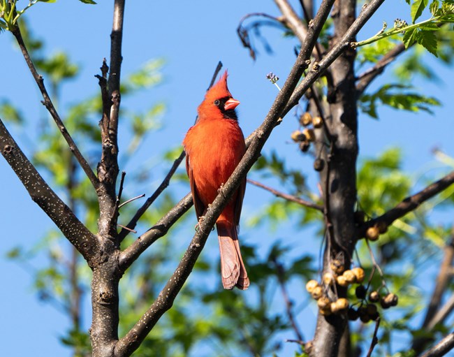 A bright red bird with a black patch on its face sits in a tree.
