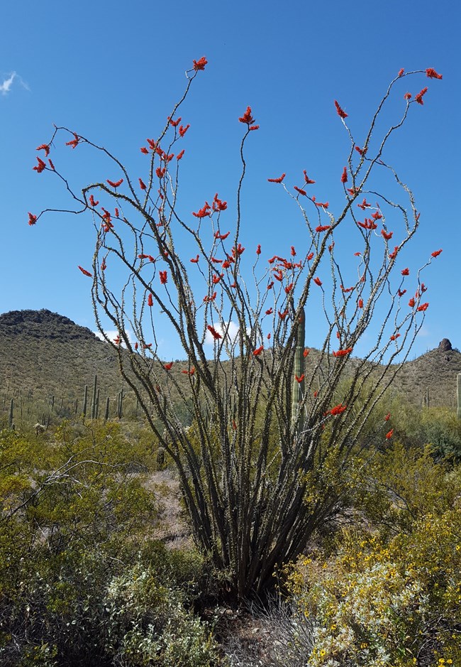 An ocotillo with many branched sprouting up from the ground with bright crimson flowers.