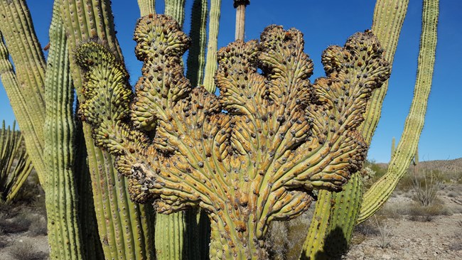 An organ pipe cactus stem with feathery-looking shoots shaped in a crown-like appearance.