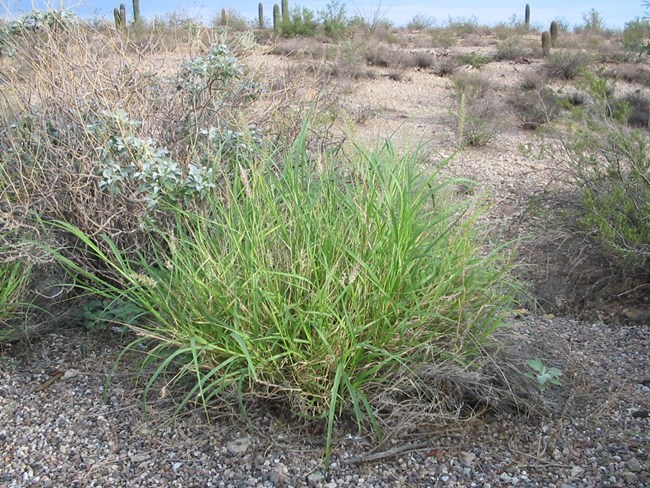 A photo of a shrubby buffelgrass plant, with many tangled bright green leaves.