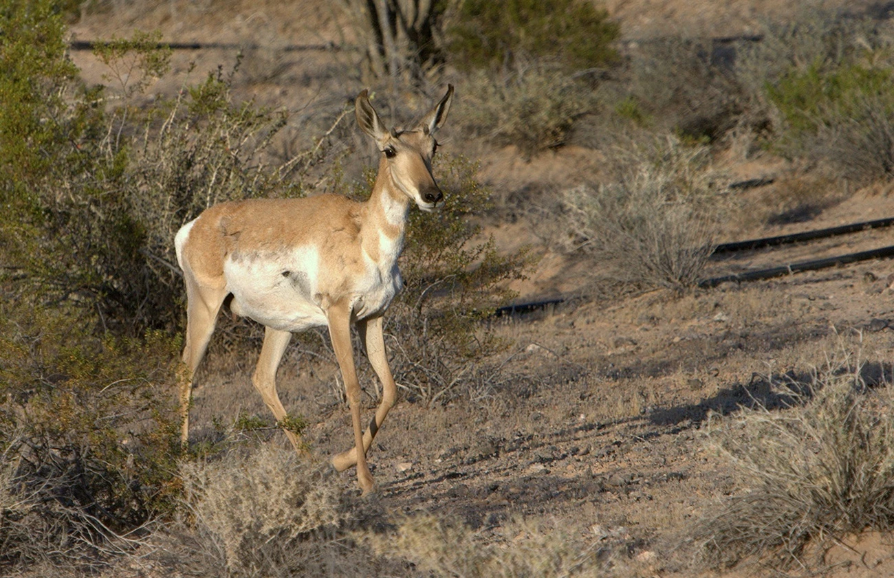 Pronghorn doe A pronghorn doe with small button-horns looks ahead.