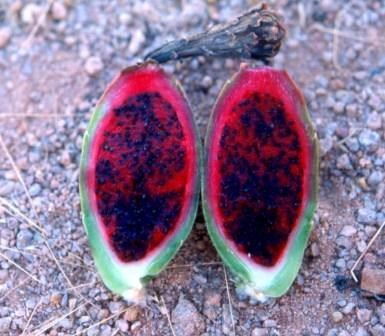 cross section of a saguaro fruit