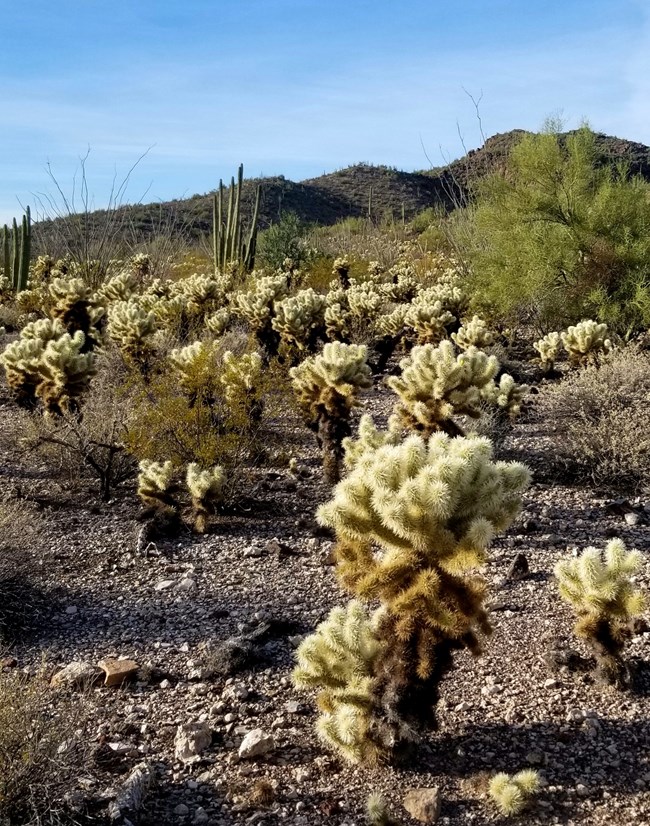 A group of teddy bear cholla growing stout, with a thick, spiky, silver crowns.