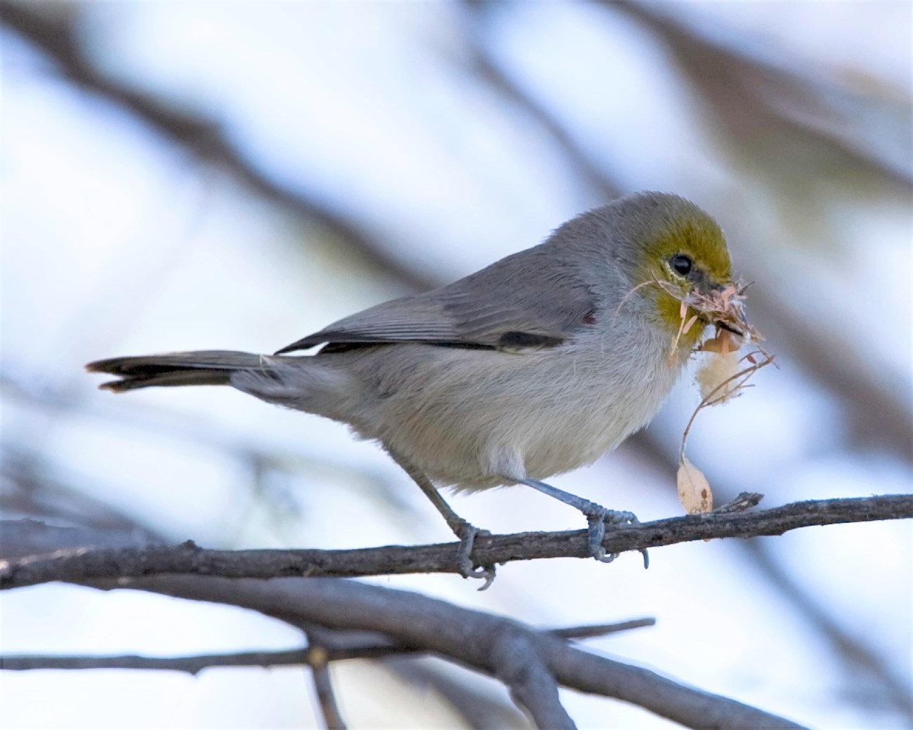 A grey bird with a bright yellow head sits upon a branch holding a piece of grass.