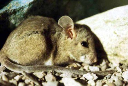 Woodrat (Packrat)